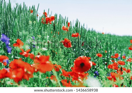 Red poppies in a field among green wheat. Agricultural theme.