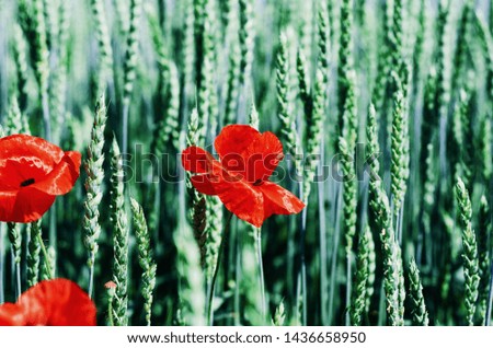 Red poppies in a field among green wheat. Agricultural theme.