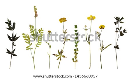 Dry pressed wild flowers and plants isolated on white background. Botanical collection Royalty-Free Stock Photo #1436660957