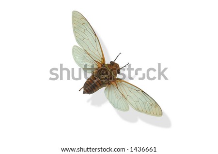 South American Moth