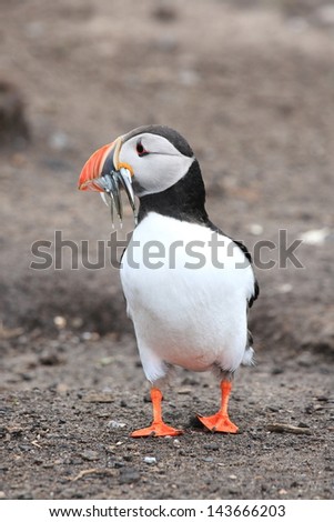 puffin seabird migration with great fisher of fish is laying on the ground to nest on the cliffs in the Scottish archipelago of summer make it a nature reserve
