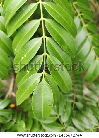 Natural background with green leaves