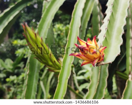 Dragon fruits flower in the rural garden
