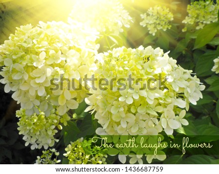 The earth laughs in flowers - inspirational motivation quote. Beautiful white Hydrangea blooming in summer garden. Summer time concept.