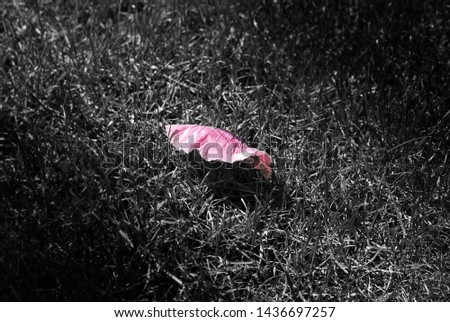 Delicate pink poppy petal on black and white grass. Symbolic picture of World War 1 for Remembrance day.