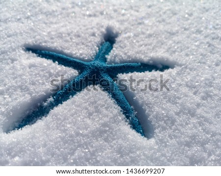 Blue starfish in the snow