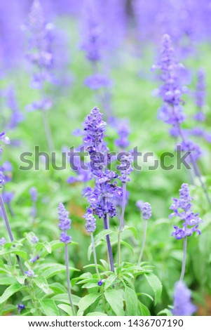 Macro details of Blue Lavender flowers with blurred field background