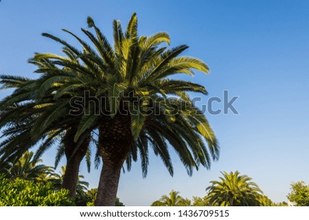 Palm tree.  Palms are a family of monocotyledonous plants belonging to the Arecales order, mostly spread in tropical and subtropical climates.
