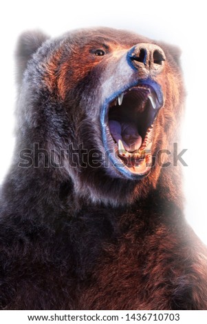 Roaring bear on white background close up. Sharp dangerous teeh of stuffed animal.