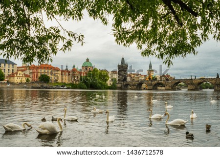 Prague, Czech Republic: The Vltava river, Charles bridge and white swans in Prague, Czech Republic in Prague