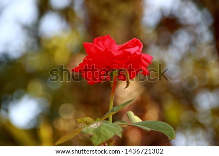 Red roses in the garden, with a background of bokeh or blur