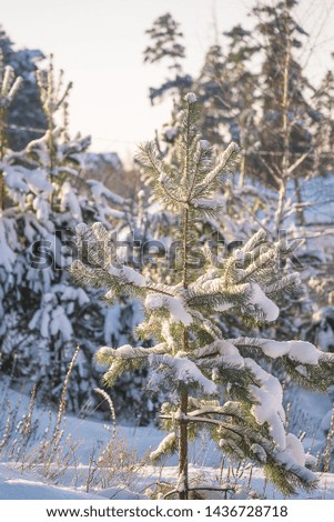 Beautidul winter landscape with pine tree covered by snow on sunny day. Vertical picture