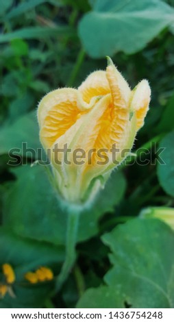 Pumpkin flower in vegetable plant