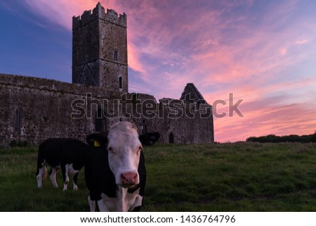 A view of the ruins of Clare Abbey a Augustinian monastery just outside Ennis, County Clare, Ireland with a beautiful sunset in the background and cow in the foreground looking towards camera