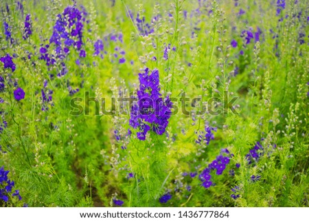 Delphinium flowers used to make confetti for weddings in a large field in June one week before full bloom, Weather is overcast in the daytime  