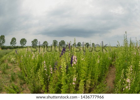 Delphinium flowers used to make confetti for weddings in a large field in June one week before full bloom, Weather is overcast in the daytime  