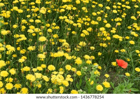Summer background with dandelion flowers and poppies.