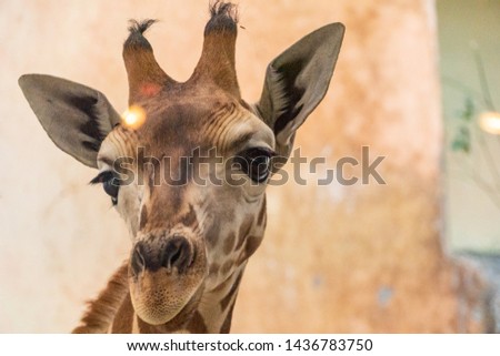 Giraffe in the zoo, detail of head