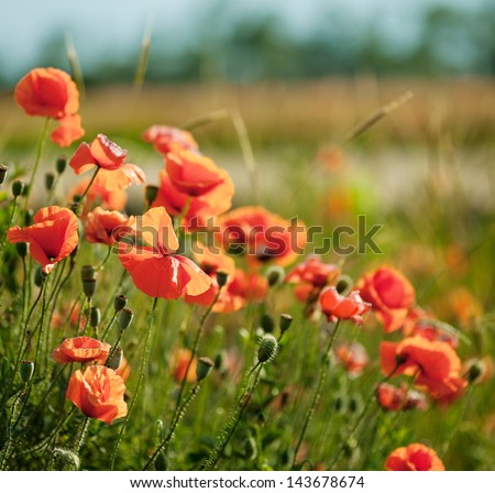 Field of flowers in the spring, poppies