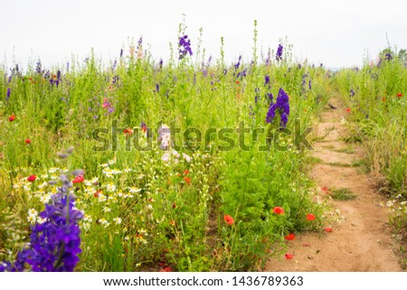 Delphinium flowers in a field to be harvested into confetti for weddings