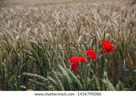 Three poppies in front of a corn field in summer. Tranquil and beautiful image. 