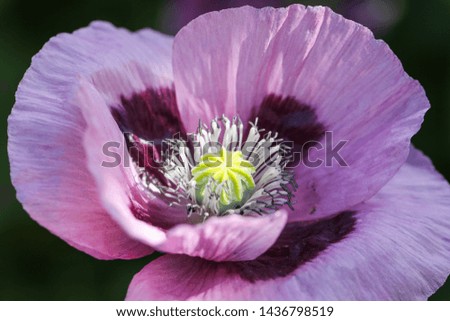 Wild purple English poppy flower