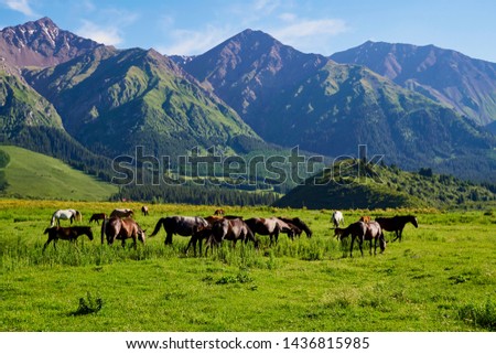 A colorful view of a herd of horses peacefully grazing. Shining landscape. Absolutely perfect picture. Sunny meadow, horses lit by the evening sun.