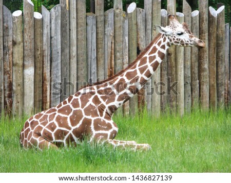 Giraffe resting on green grass with brown wooden fence in the background.
