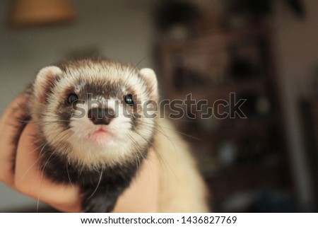 Cute little domestic ferret, female, adorable