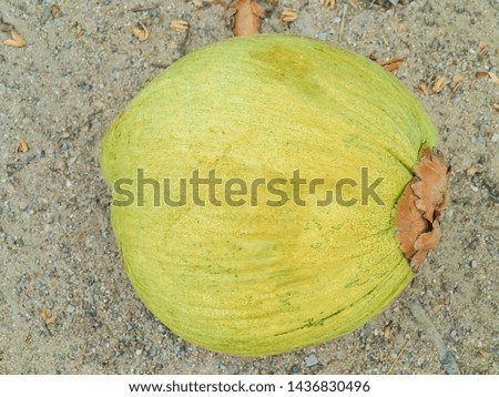 big and green coconut lies on the sand of a tropical island close up