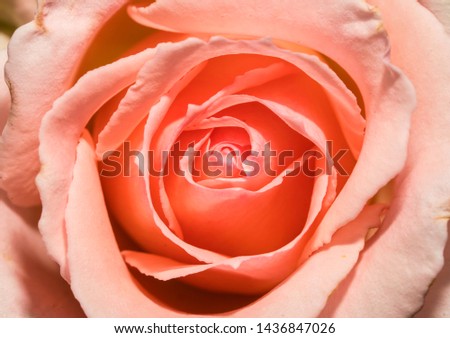 This macro image shows a beautiful capture of a lush, delicate light pink rose flower in full bloom.