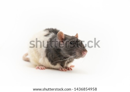 A cute black-and-white decorative rat, with a slightly squinted look, on a white background 