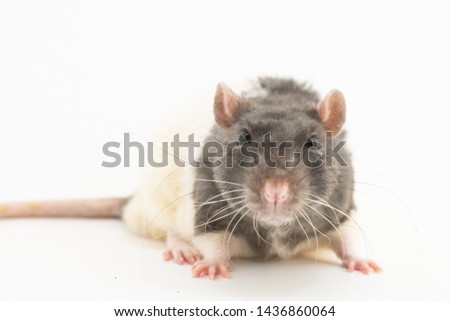 Portrait of a cute black-and-white decorative rat, on a white background    for any purpose