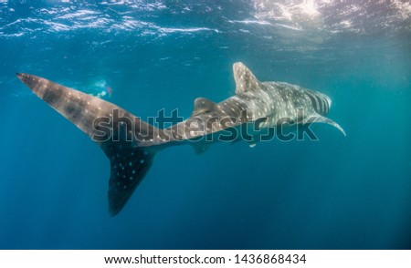Underwater shot of a giant whale shark swimming freely and wildly in the clear open ocean