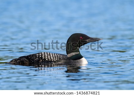 Common Loon Swimming on the Lake in Spring