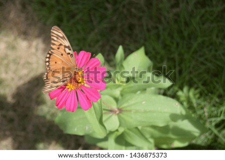 A butterfly is eating in a garden.