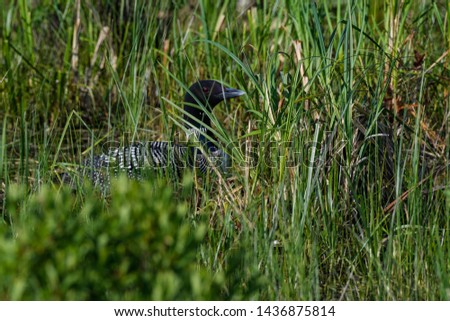 Common Loon Sitting on the Nest Hidden by Vegetation on the Lake