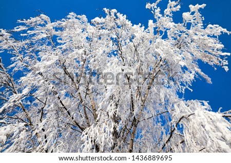 covered with snow deciduous trees in winter, white snow lies everywhere , blue sky and Sunny weather