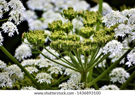 Giant hogweed (Heracleum mantegazzianum) is a VERY LARGE, invasive plant that can cause painful burns and permanent scarring.