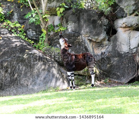 Okapi, also known as the forest giraffe