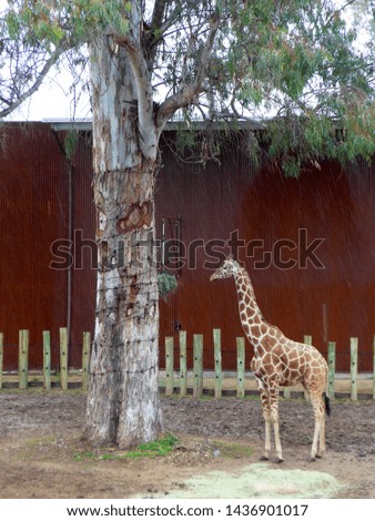 Giraffe standing next to tree
