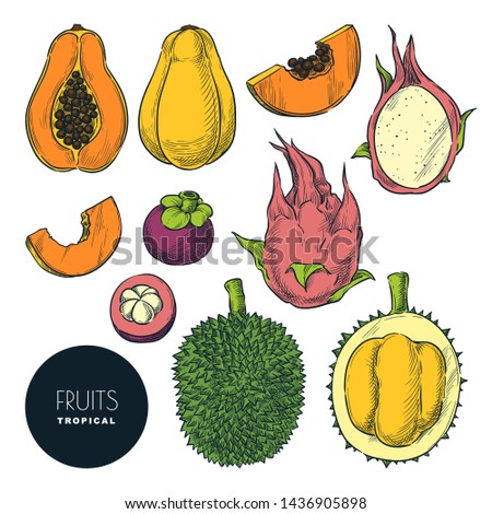 Tropical fruits isolated on white background. Vector color sketch illustration and design elements set. Hand drawn tropic tasty eating products.