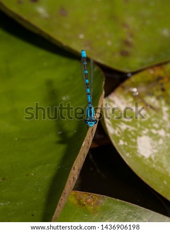 This close up macro image captures a stunning blue damselfly dragonfly on top of a green lily pad.