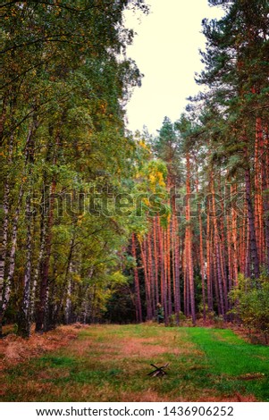 Birch forest meets coniferous forest, separated by an idyllic path.