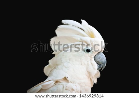 white - crested cockatoo isolated on black background Royalty-Free Stock Photo #1436929814