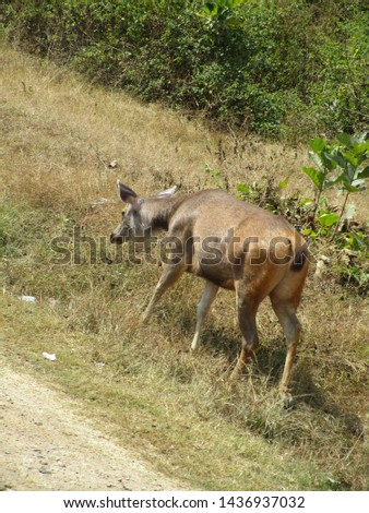 Animals in Madumalaye National Park Royalty-Free Stock Photo #1436937032
