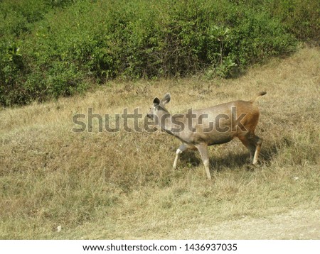 Animals in Madumalaye National Park Royalty-Free Stock Photo #1436937035