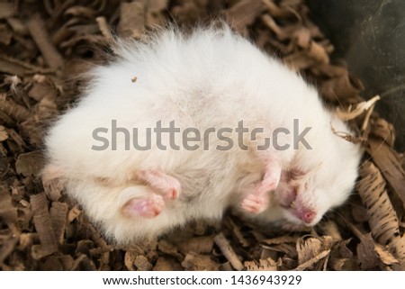 Sleeping teddy bear hamster on wood shavings