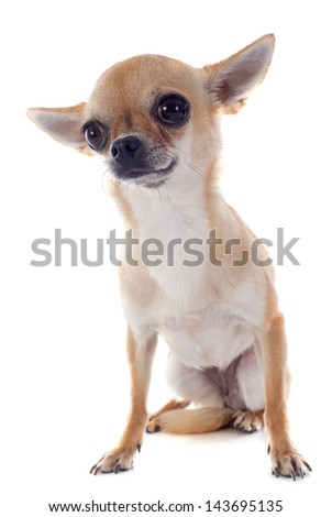 portrait of a cute purebred  puppy chihuahua in front of white background