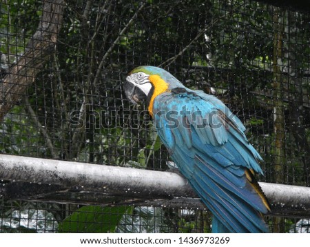 The parrot in the bird park in Iguazu, Brazil